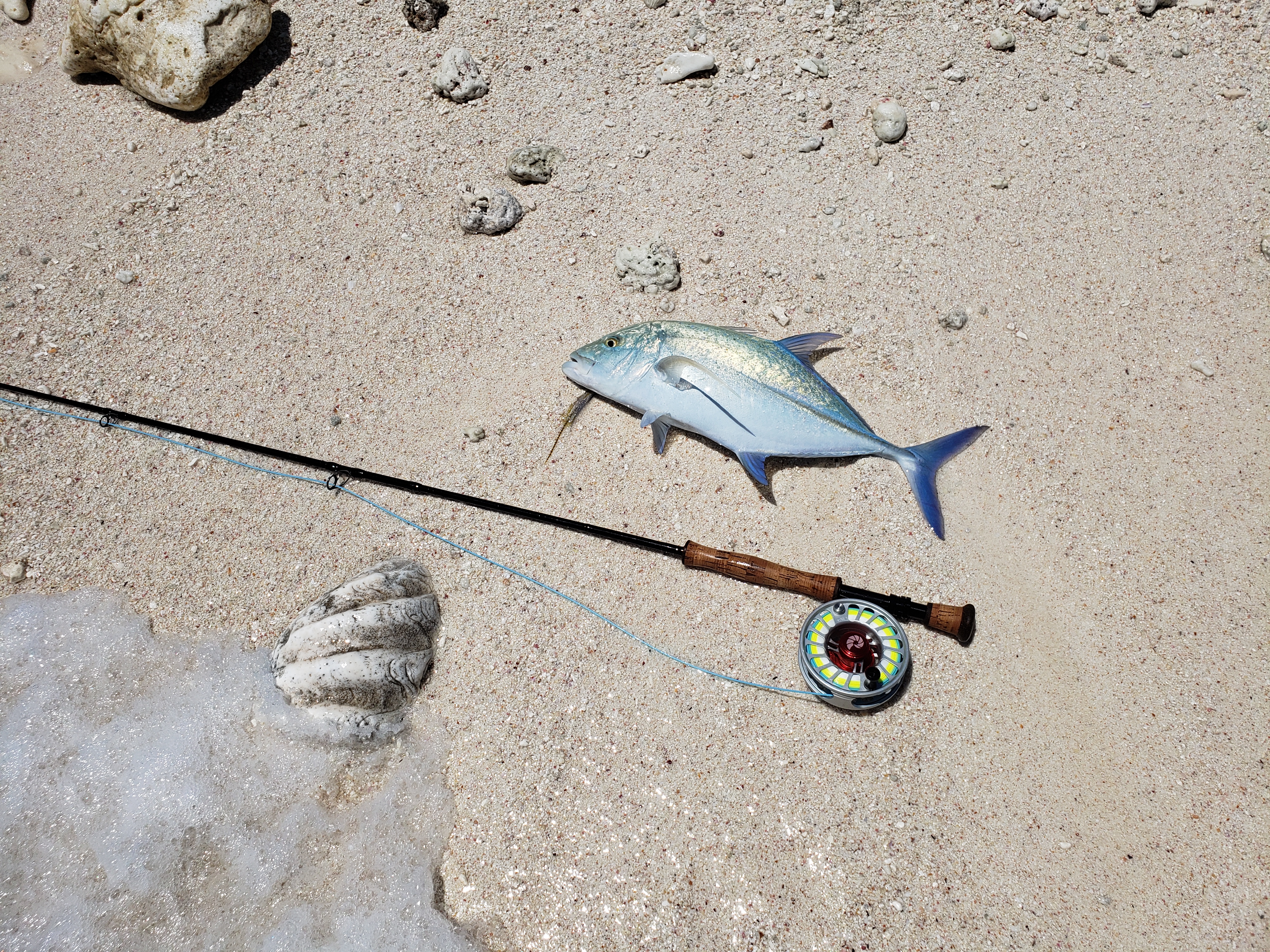 Blue Fin Trevally