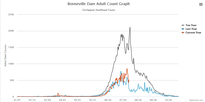 Wild Steelhead Aug 2019
