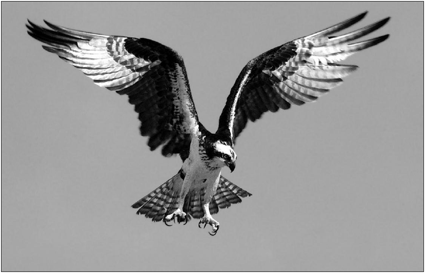 Osprey