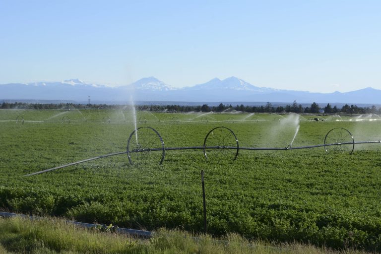 Alfafa-and-irrigation-sprinkers-near-Bend-OR-George-Wuerthner-4150-768x512