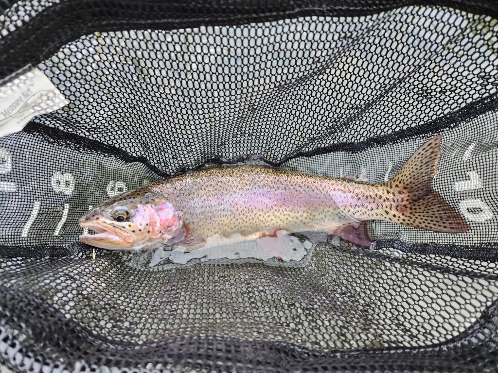 Lower Deschutes: fishing report, heresy, and some cool photos